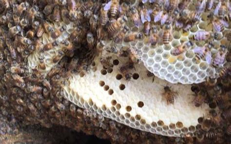 香代表的意思 蜜蜂在家裡築巢